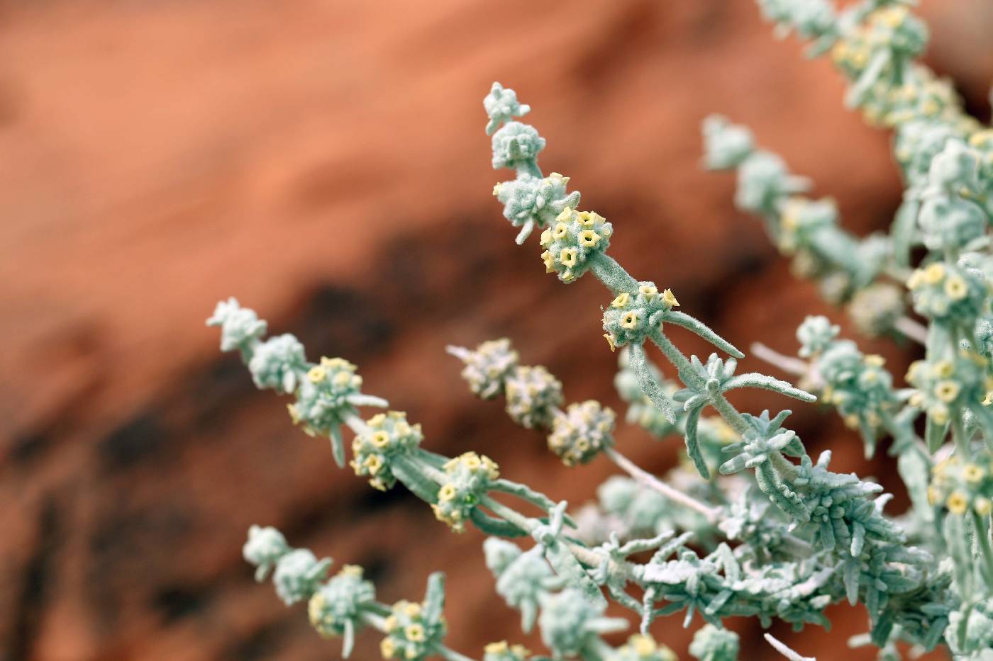 Buddleja utahensis image