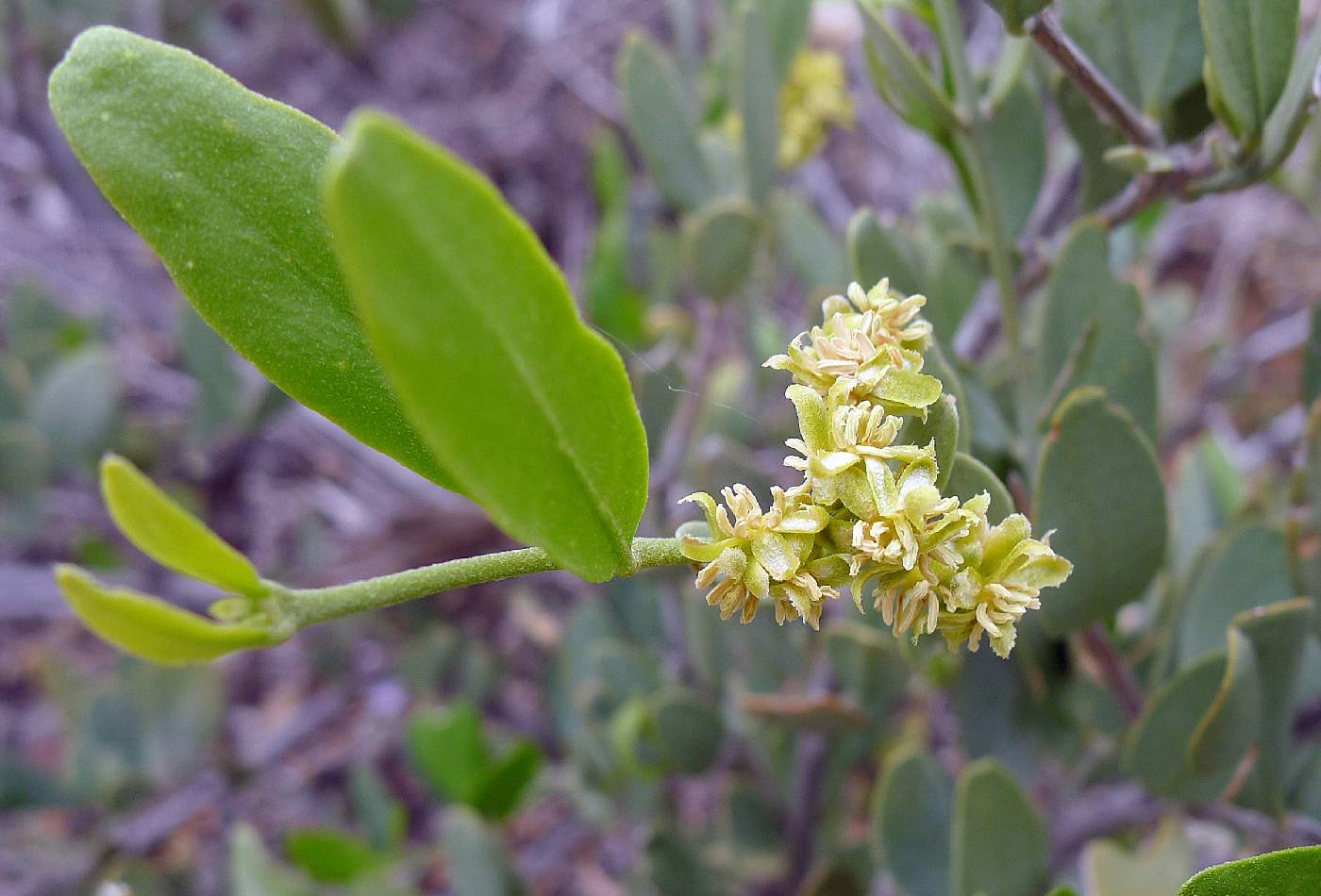 Simmondsia chinensis image