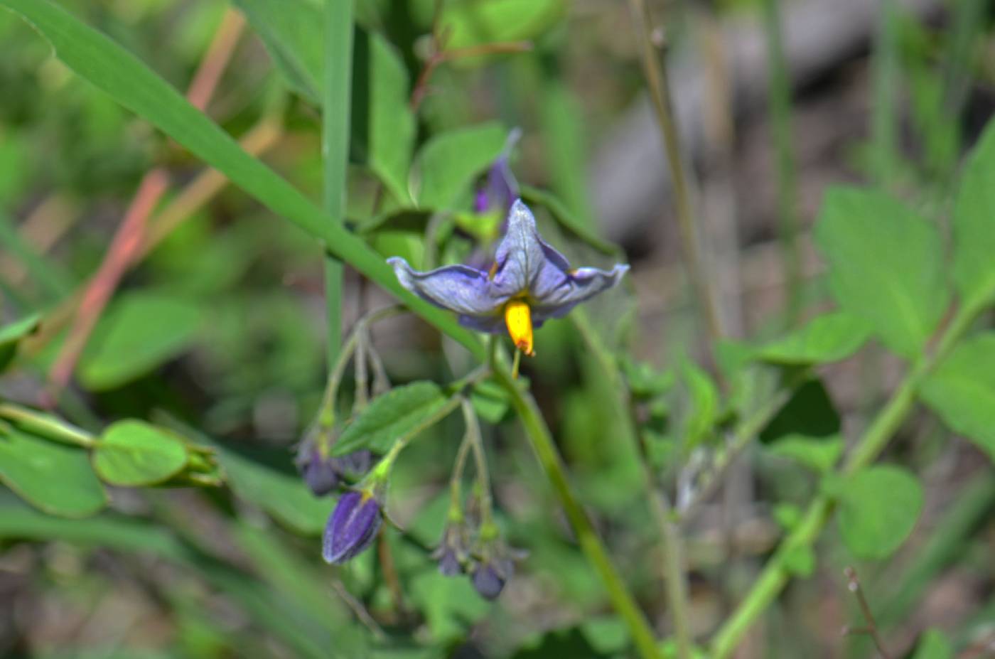 Solanum fendleri image