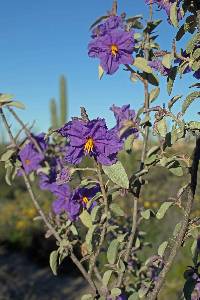 Solanum hindsianum image