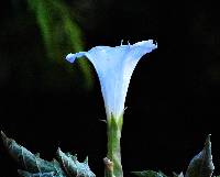 Datura wrightii image