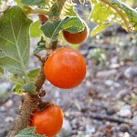 Solanum candidum image
