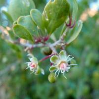 Stegnosperma halimifolium image