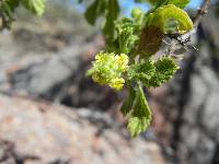 Image of Aloysia barbata