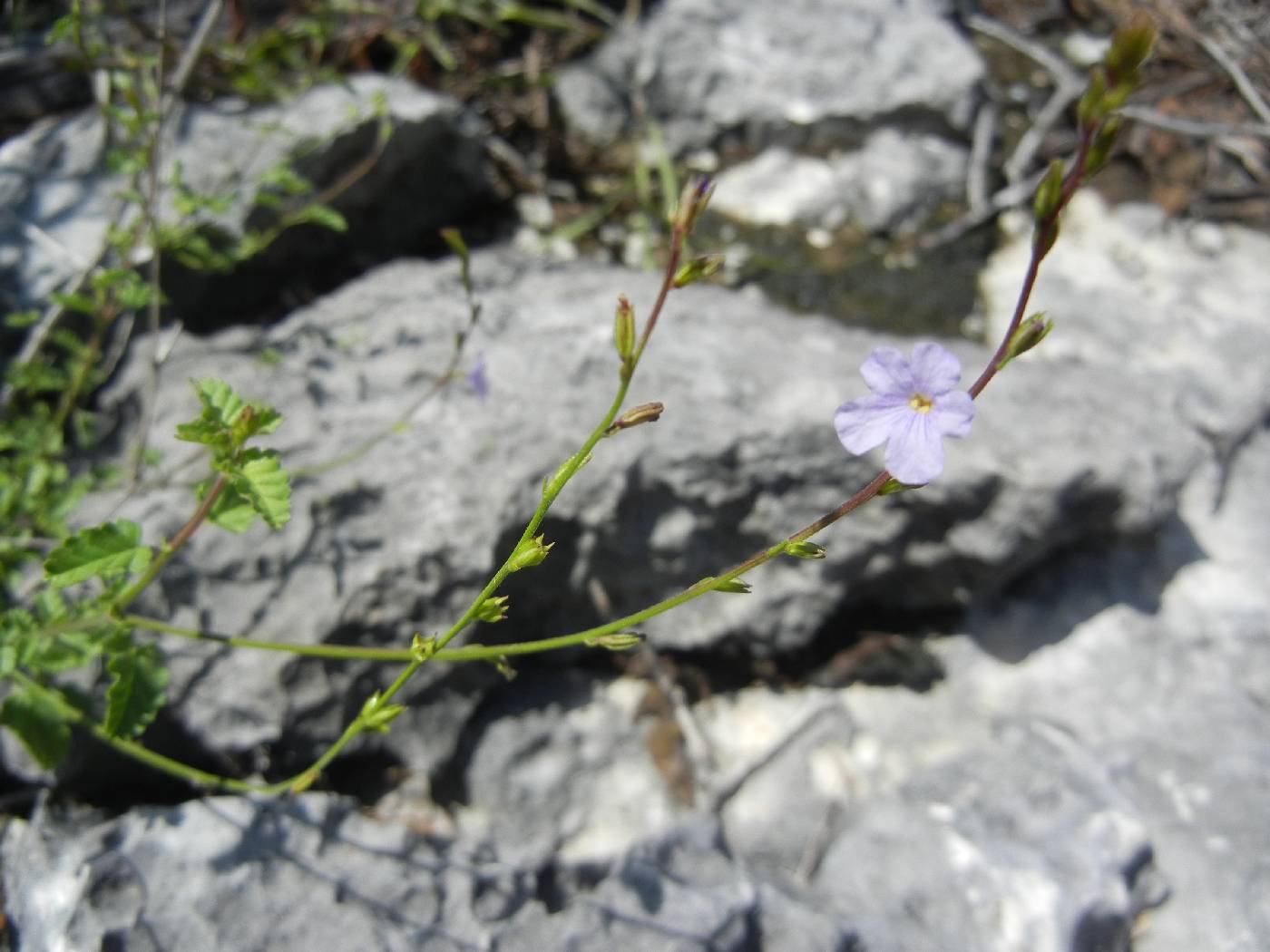 Tamonea curassavica image