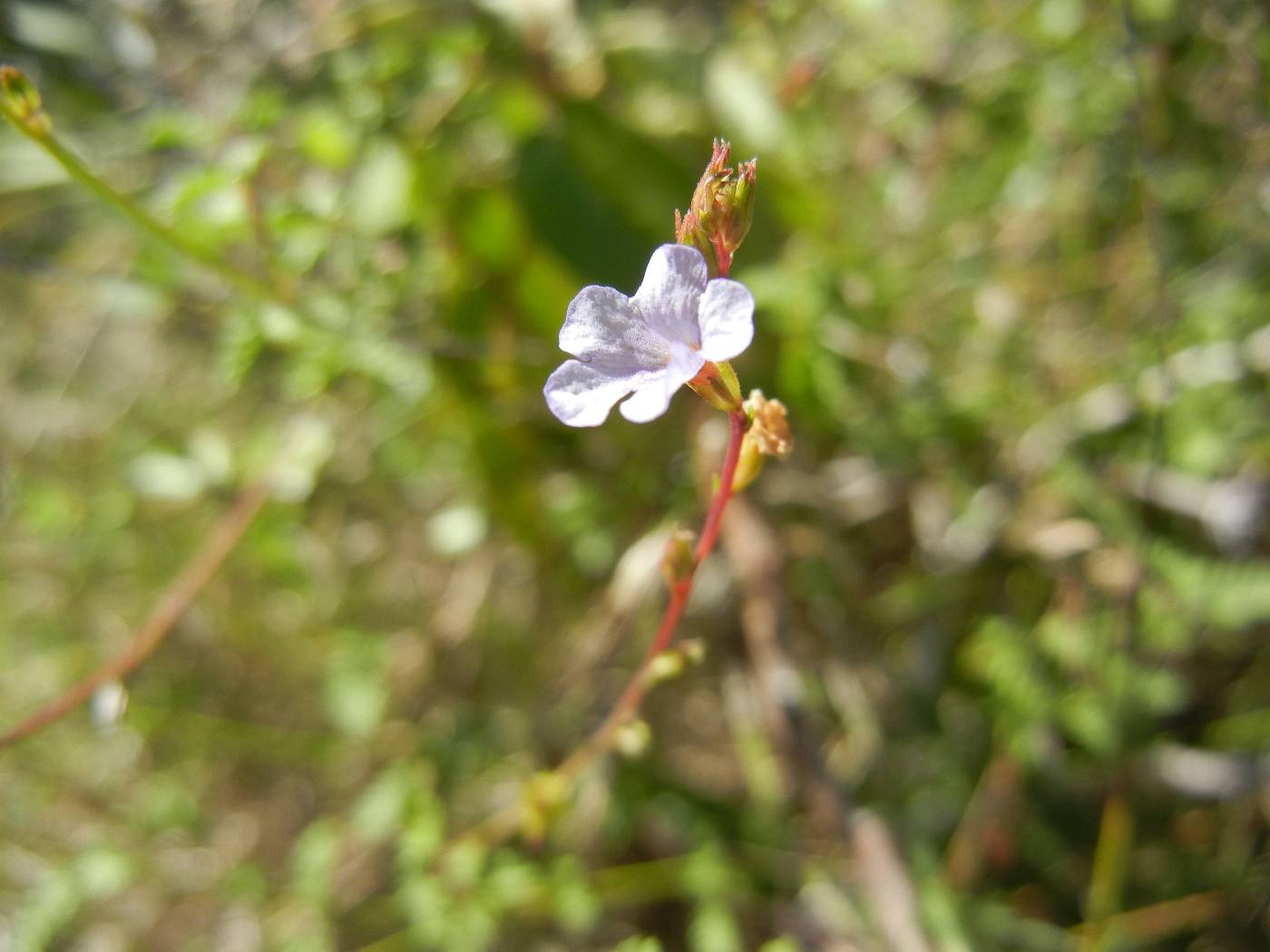 Tamonea curassavica image