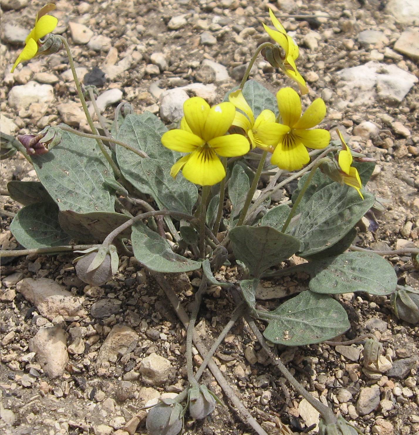 Viola charlestonensis image