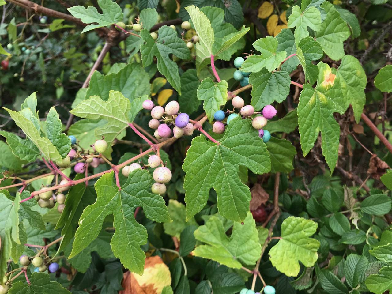 Ampelopsis glandulosa var. brevipedunculata image