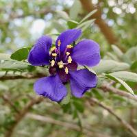 Guaiacum coulteri image