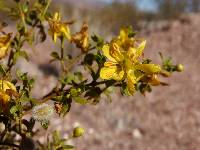 Larrea tridentata image