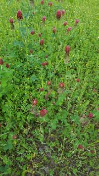 Trifolium incarnatum image