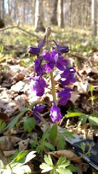 Delphinium tricorne image