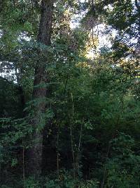 Aralia spinosa image