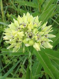 Asclepias viridis image