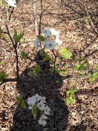 Pyrus calleryana image