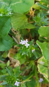 Sherardia arvensis image