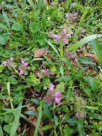 Lamium purpureum image