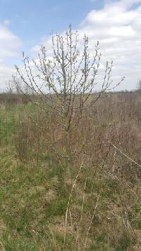 Pyrus calleryana image