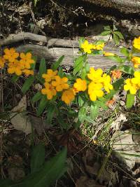 Lithospermum canescens image