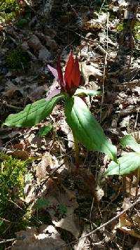 Trillium cuneatum image