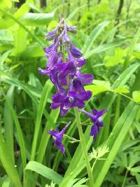 Delphinium tricorne image