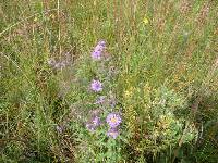 Symphyotrichum novae-angliae image