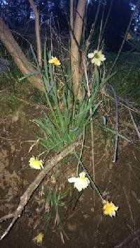 Narcissus pseudonarcissus image