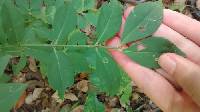 Euonymus alatus image