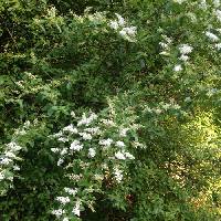 Ligustrum sinense image