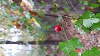 Crataegus marshallii image