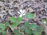 Rubus flagellaris image