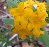 Lithospermum canescens image