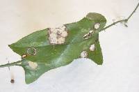 Smilax bona-nox image