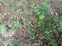 Houstonia canadensis image