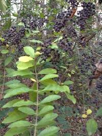 Ligustrum sinense image