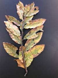 Quercus imbricaria image