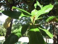 Magnolia grandiflora image