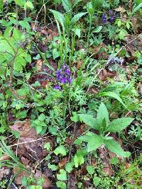 Delphinium tricorne image