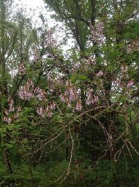 Paulownia tomentosa image