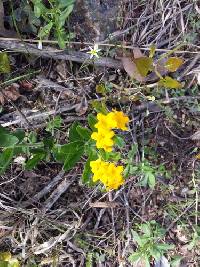 Lithospermum canescens image