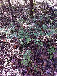 Symphoricarpos orbiculatus image