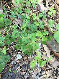 Medicago arabica image