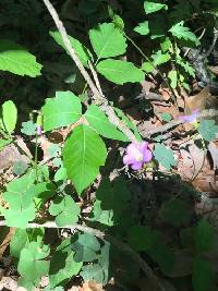 Oxalis drummondii image