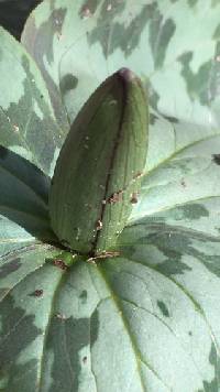 Trillium cuneatum image