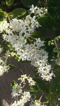 Ligustrum sinense image