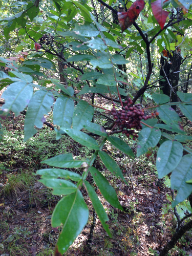 Rhus copallinum var. copallinum image