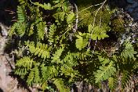 Pleopeltis polypodioides image