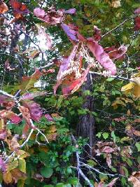 Oxydendrum arboreum image