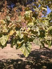 Paulownia tomentosa image