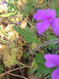 Glandularia canadensis image